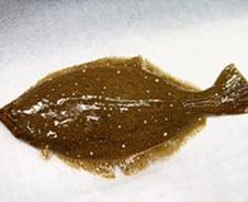 "자연산 광어 방사능 오염 위험"