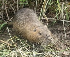 '괴물쥐' 확산.. 정부 대책은?