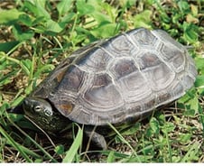 "'4대강 사업'으로 천연기념물 절반 자취 감춰"