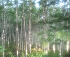 나를 홀린 오지 숲길