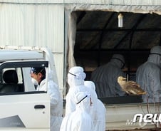 3년만에 다시 온 'AI 공포'...부안서도 확인(종합)