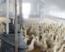 농식품부 발효한 '이동중지 명령' 알아보니…이런 것까지?