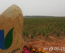 '동양의 하와이' 청정지역에 핀 유니베라 알로에