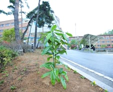오바마 대통령이 보낸 목련, 단원고 교정에 심어져