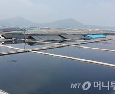 '소금의 꽃' 천일염, 佛 명품소금 '게랑드'와 어깨나란히