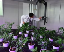 스마트 식물공장, 韓식의약품계 새동력 싹 틔우나 