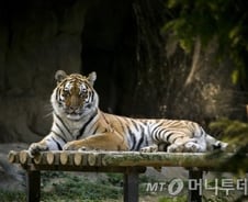 [단독]호랑이 물려 숨진 서울대공원 사육사 순직 인정