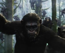 인류愛냐 동물愛냐…실험용 원숭이 잔혹사 