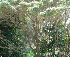 나무를 껴안는 여자, 나무에 계를 주는 남자