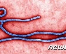 NYT "에볼라 바이러스 첫 감염자는 2세 아기"