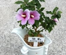 '착한 돌연변이' 미니 무궁화꽃이 활짝~