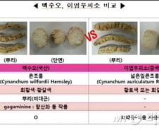 '가짜 백수오' 이엽우피소 안전? 누구말 믿어야 하나