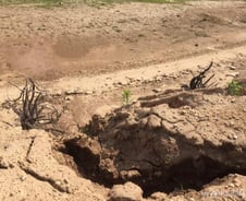 절망하는 농민들 "흙먼지 날리는 저수지엔 죽은 물고기들만…"
