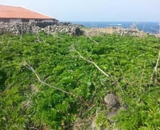 1400만원짜리 가파도 땅 1억에 낙찰…규제나선 제주도