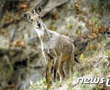 [단독]설악산 오색케이블카 사업, 결국 법정으로 간다