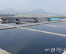 위험한 천일염? 천일염 바닥재에 유해물질 포함