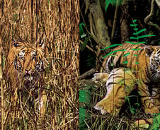 [도감으로 본 야생동물] ① ‘멸종 위기’ 호랑이