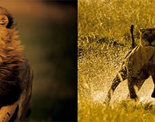 [도감으로 본 야생동물] ② 멈추지 않는 '헌터' 사자