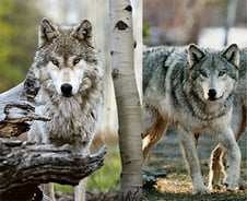 [도감으로 본 야생동물] ③ '인간의 상식' 배반하는 늑대