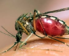 '메르스 백신' 국내 개발사, '지카바이러스 백신' 개발도 착수