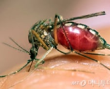 지카 바이러스, 에볼라보다 위험… DDT 등 극단적 방법도 고민해야