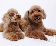 [친절한 판례氏]유기견 오인해 '애완견 안락사'…위자료 청구 가능할까