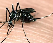 '청바지'도 뚫는 흰줄숲모기 막으려면? '펑퍼짐한 옷' 입어야