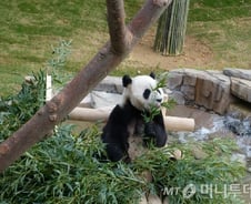 "실제 보니 엄청 귀여워!" 미리 가본 에버랜드 '판다월드'