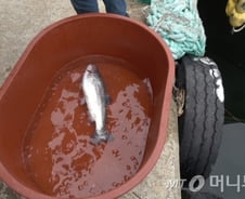 노르웨이산보다 싱싱한 '강원도 연어' 나온다..'황동어망의 힘'