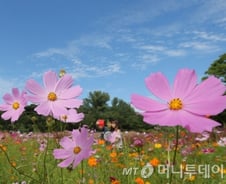 오늘은 처서, 절기도 모르는 당신은 '철부지'