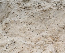 지진 2주전 나타난 숭어떼…동물의 육감? 과학현상?