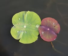 누구든지 덤벼라. 절대로 당신과 싸우지 않겠다!