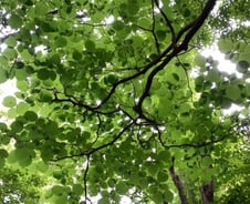 대궐 속에 있는 사람이 어디 가려 하겠소?