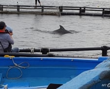 "잘가라 금등·대포야" 20년만에 고향으로 돌아간 남방큰돌고래