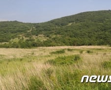 [르포] 최대 억새습지 '사자평' 가뭄에도 하천에 물이