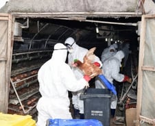 [살충제 계란]국산 계란서 '살충제'…전국농장 계란출하 금지