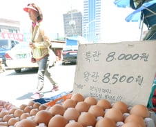 "살충제 계란 이미 4월부터 경고음" 안일했던 정부 대응 논란