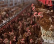 '살충제 계란' 오스트리아에서도 적발…"도매용 제품"