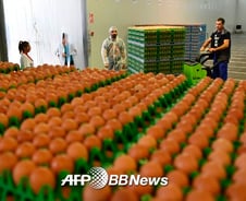 유럽발 '살충제 계란' 파문 확산…阿선 '살충제 닭고기' 공포까지