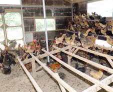 DDT 검출 '닭'도 유통됐다