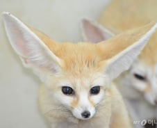 [르포]"사막여우·잎꾼개미를 아시나요"