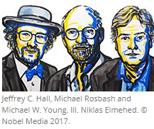 '노벨상 영예' 생체시계 비밀 밝힌 美 학자 3인은 누구?