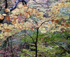 우리는 화살을 꽃으로 만들 수 있습니다