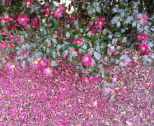 사랑은 서로 마주보는 것이 아니라 함께 바라보는 것이다