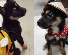 시바견 직원 채용한 애경산업, 펫(PET)사업 주목받을까 