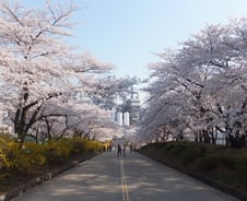 [르포]SK인천석화의 벚꽃엔딩