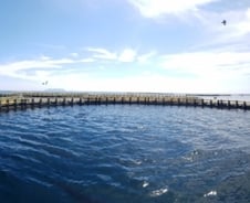 11년만에 양식 성공 '국내산 참다랑어' 식탁에 오른다