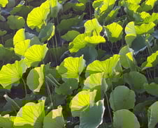 마음의 속도를 늦추는 열 가지 훈련법