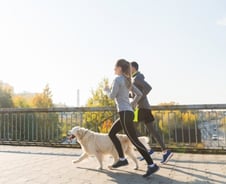 폭염 속 멍멍이는 위험해… '반려견 산책주의보'