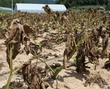 올해 폭염·열대야 사상 최다…서울 23일째 열대야